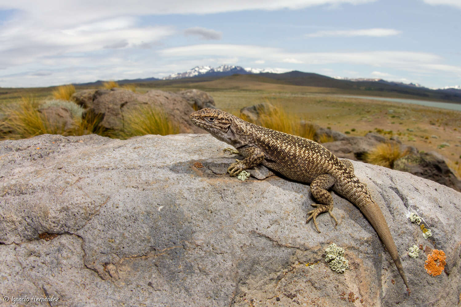 Image of Elongate Tree Iguana