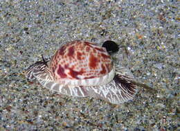 Image of Hebrew moon shell