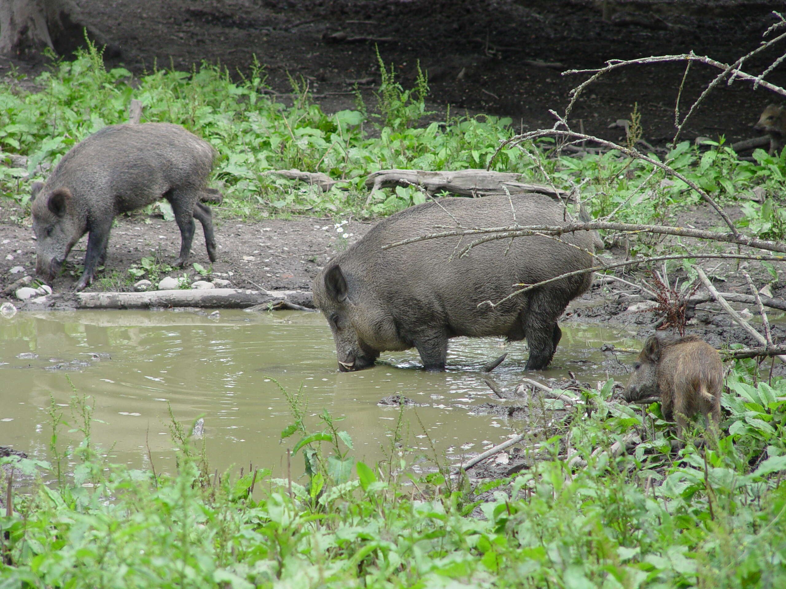 Imagem de Sus scrofa scrofa Linnaeus 1758