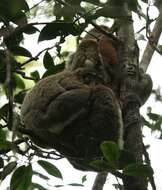 Image of Woolly Lemur