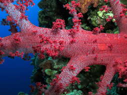 Image of Twotone soft coral