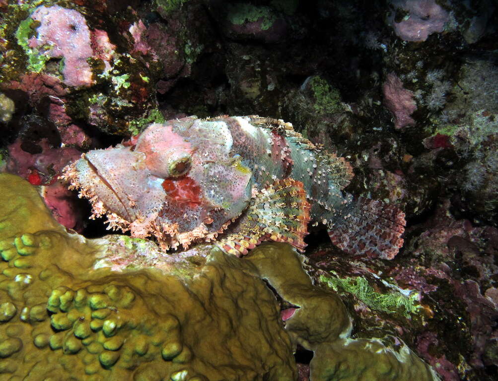 Image of Smallscale scorpionfish