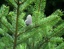 Image of Nikko Fir