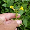 Image of Michigan Monkey-Flower