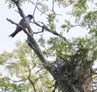 Image of Red-footed Falcon