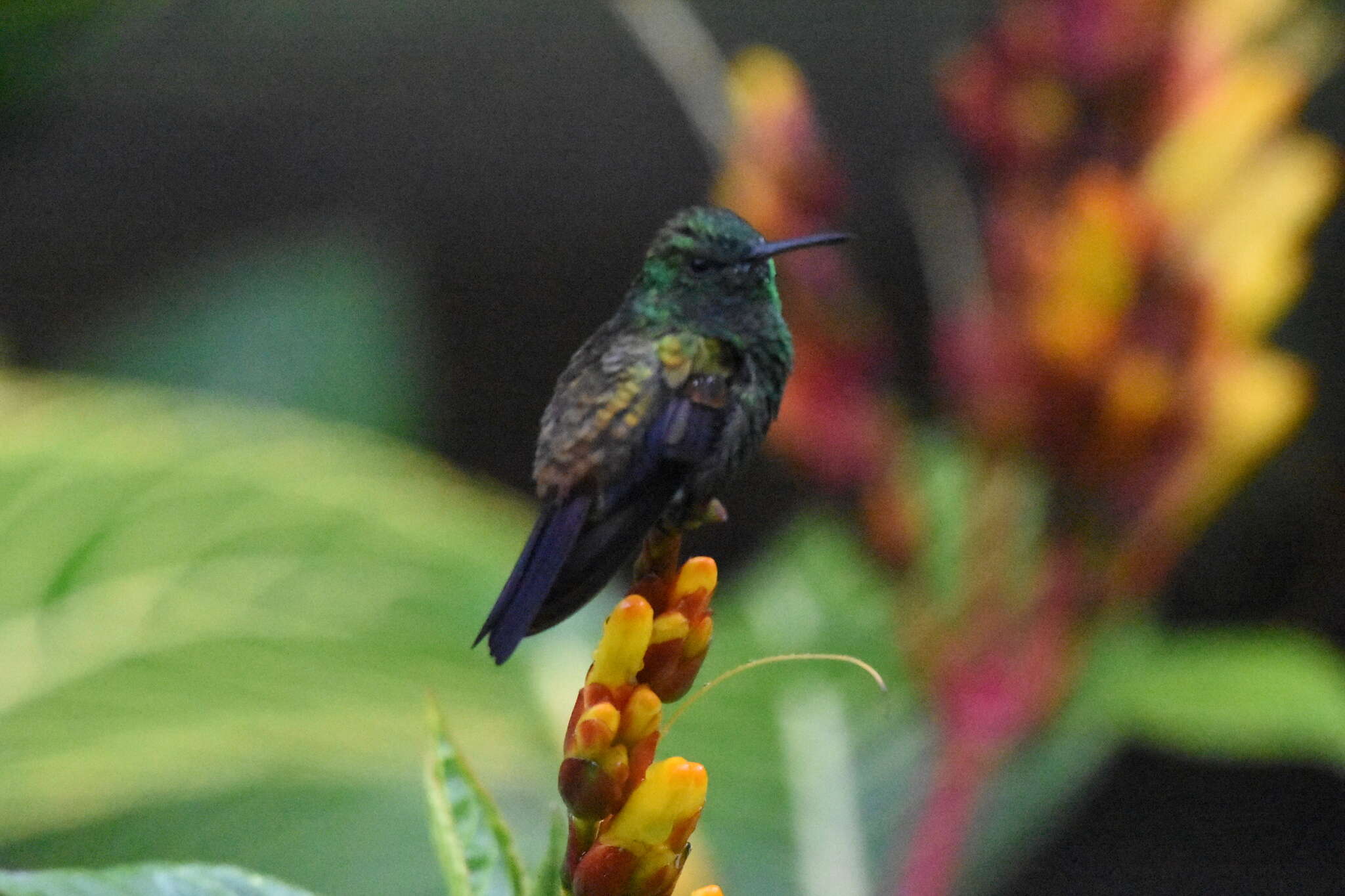 Image of Copper-rumped Hummingbird