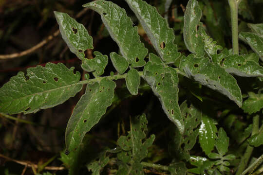 Image of Peruvian nightshade