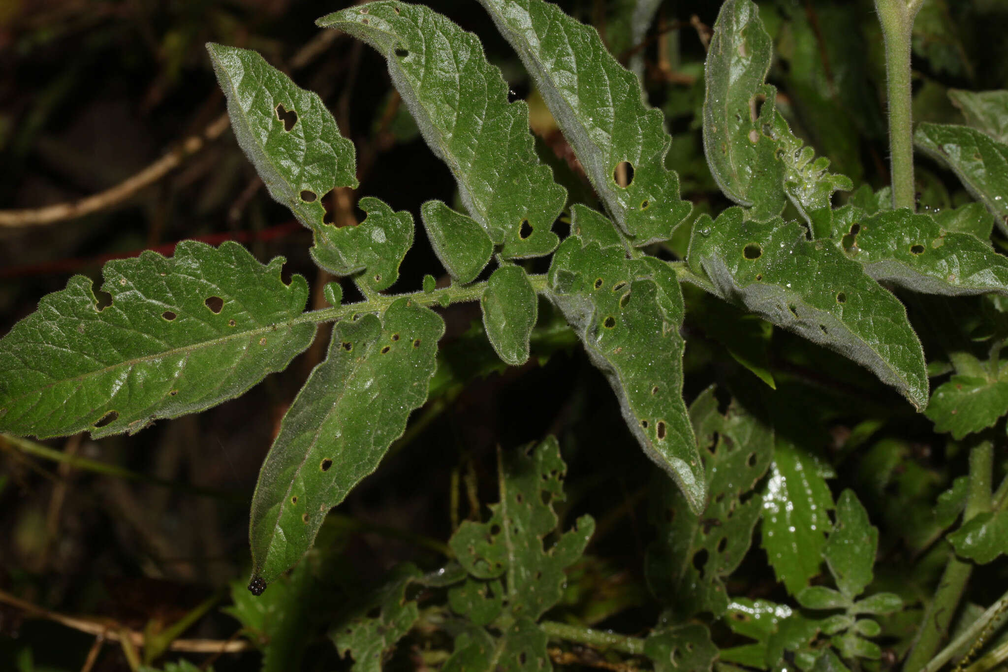 Image of Peruvian nightshade