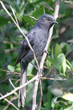 Image of Northern Black Flycatcher