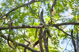 Plancia ëd Gleditsia triacanthos L.