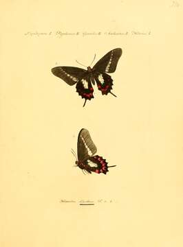 Image of Mimoides lysithous (Hübner (1821))