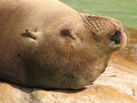 Image of Afro-Australian Fur Seal