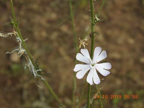 Image of Gunpowder plant