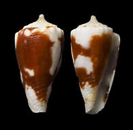 صورة Conus exiguus Lamarck 1810