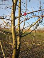 Image of Common Hawthorn