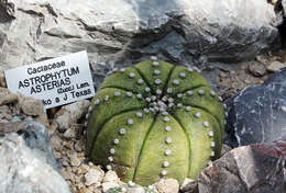 Image of Sand Dollar Cactus