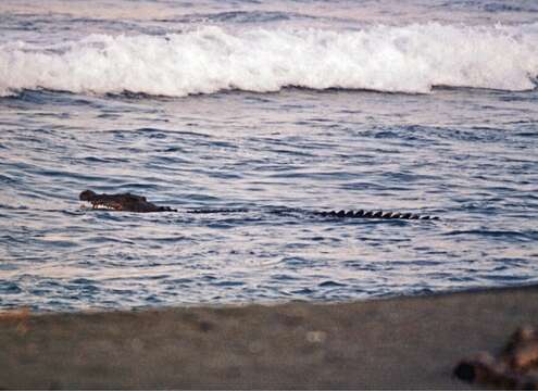 Image of Estuarine Crocodile