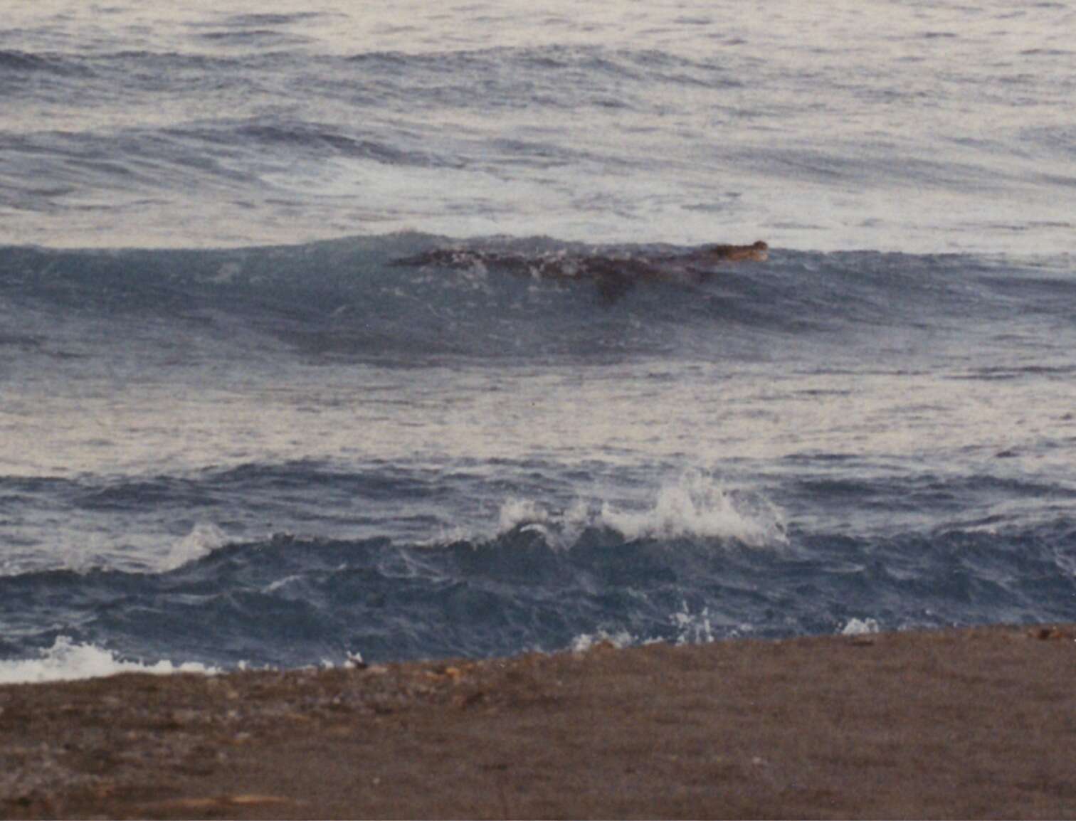 Image of Estuarine Crocodile