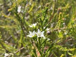 Image of Sprengelia sprengelioides (R. Br.) Druce