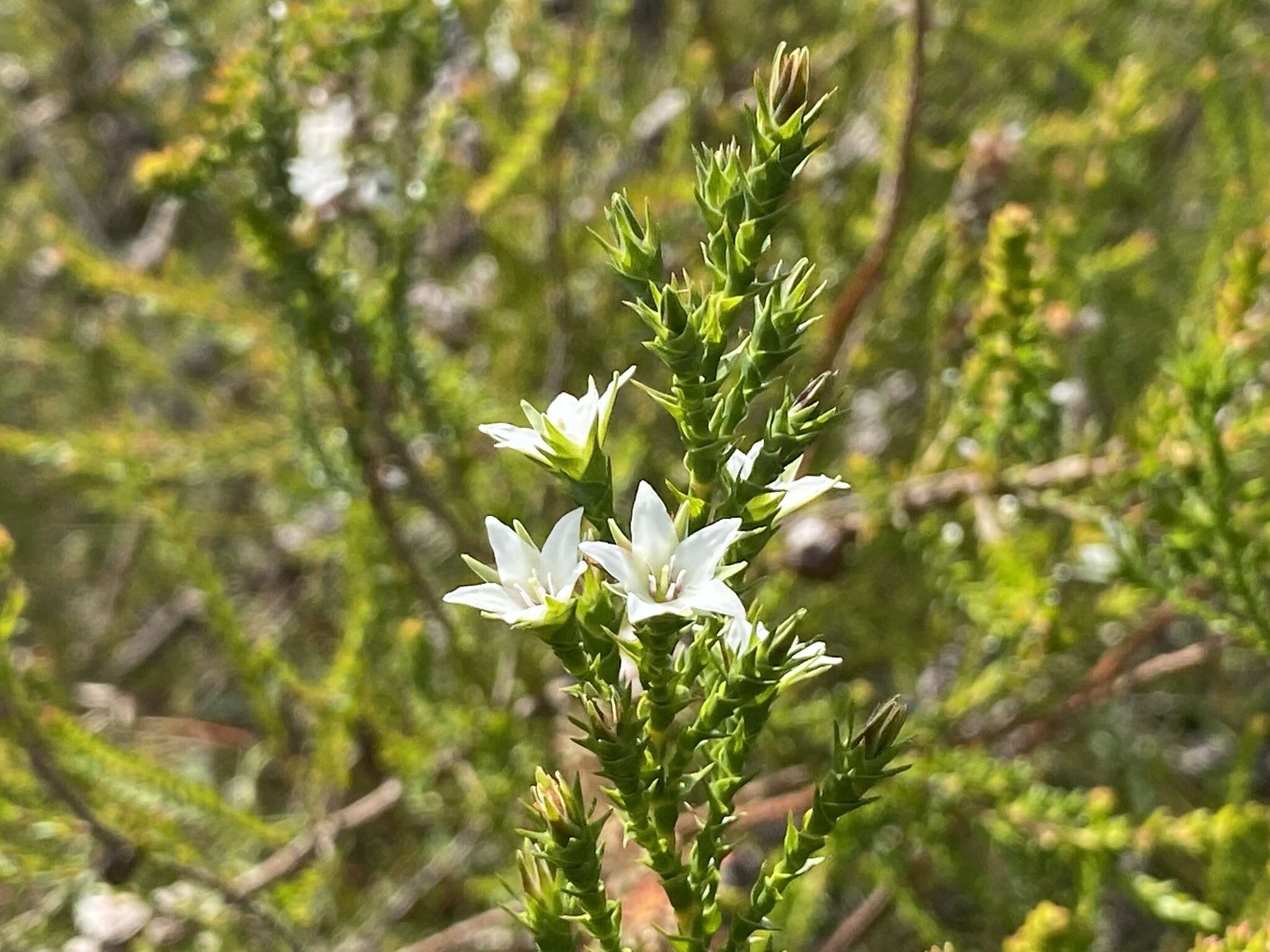 Image of Sprengelia sprengelioides (R. Br.) Druce