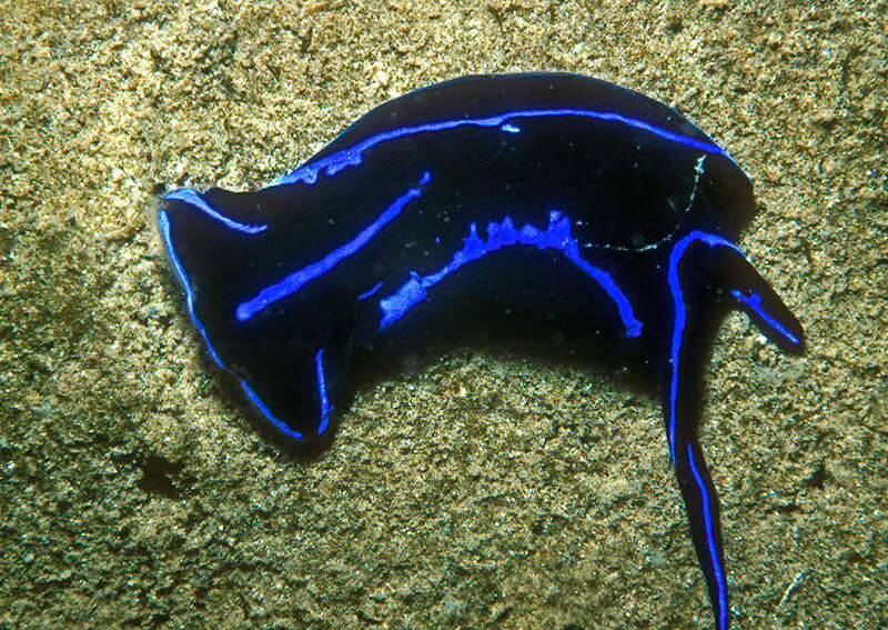 Image of Black and blue swallowtail slug