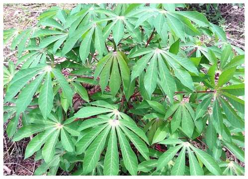 Image of cassava