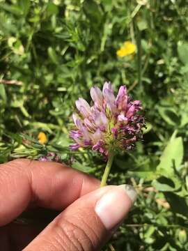 Imagem de Trifolium wormskioldii Lehm.