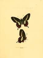 صورة Parides bunichus (Hübner 1821)