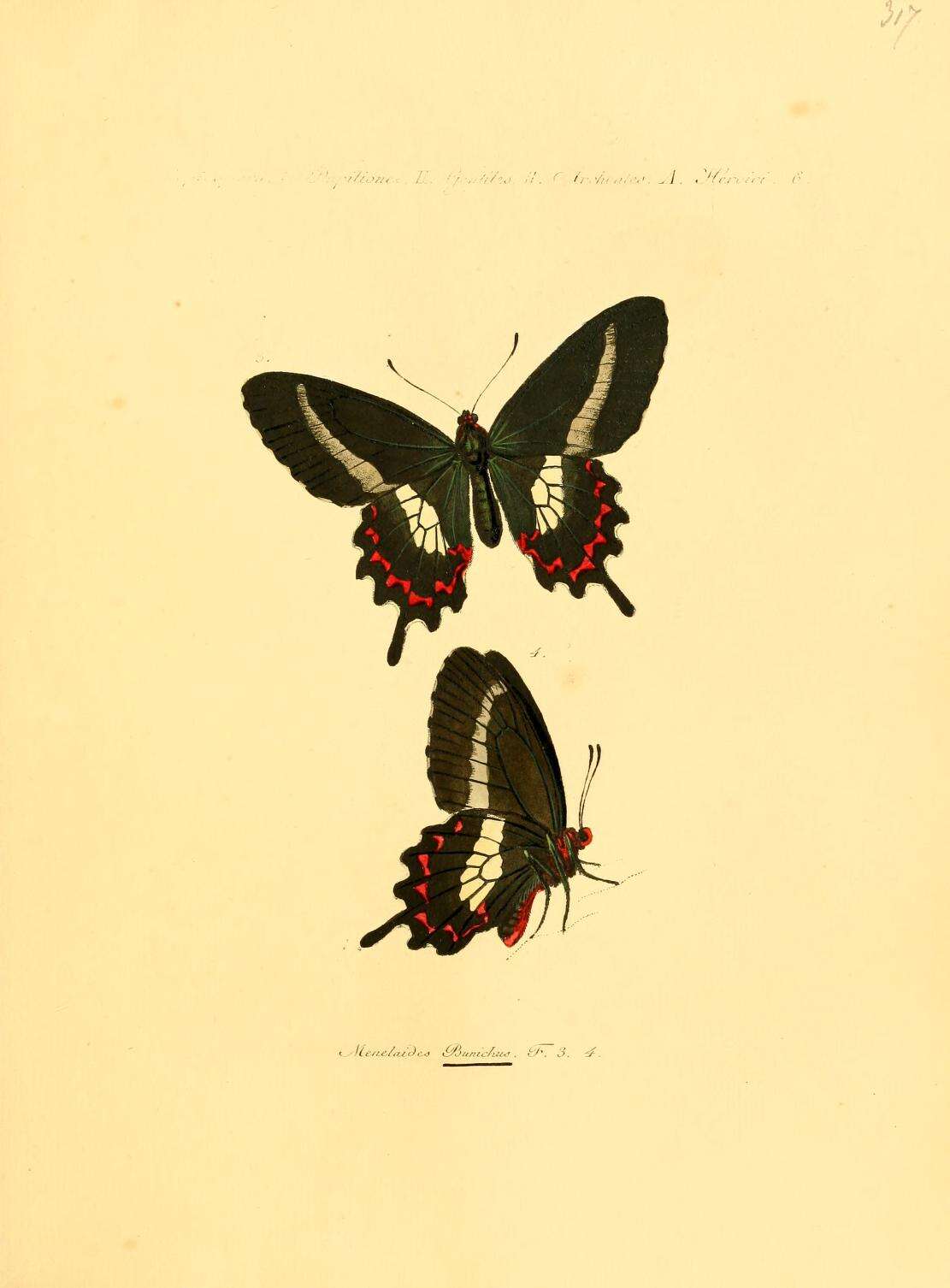 صورة Parides bunichus (Hübner 1821)