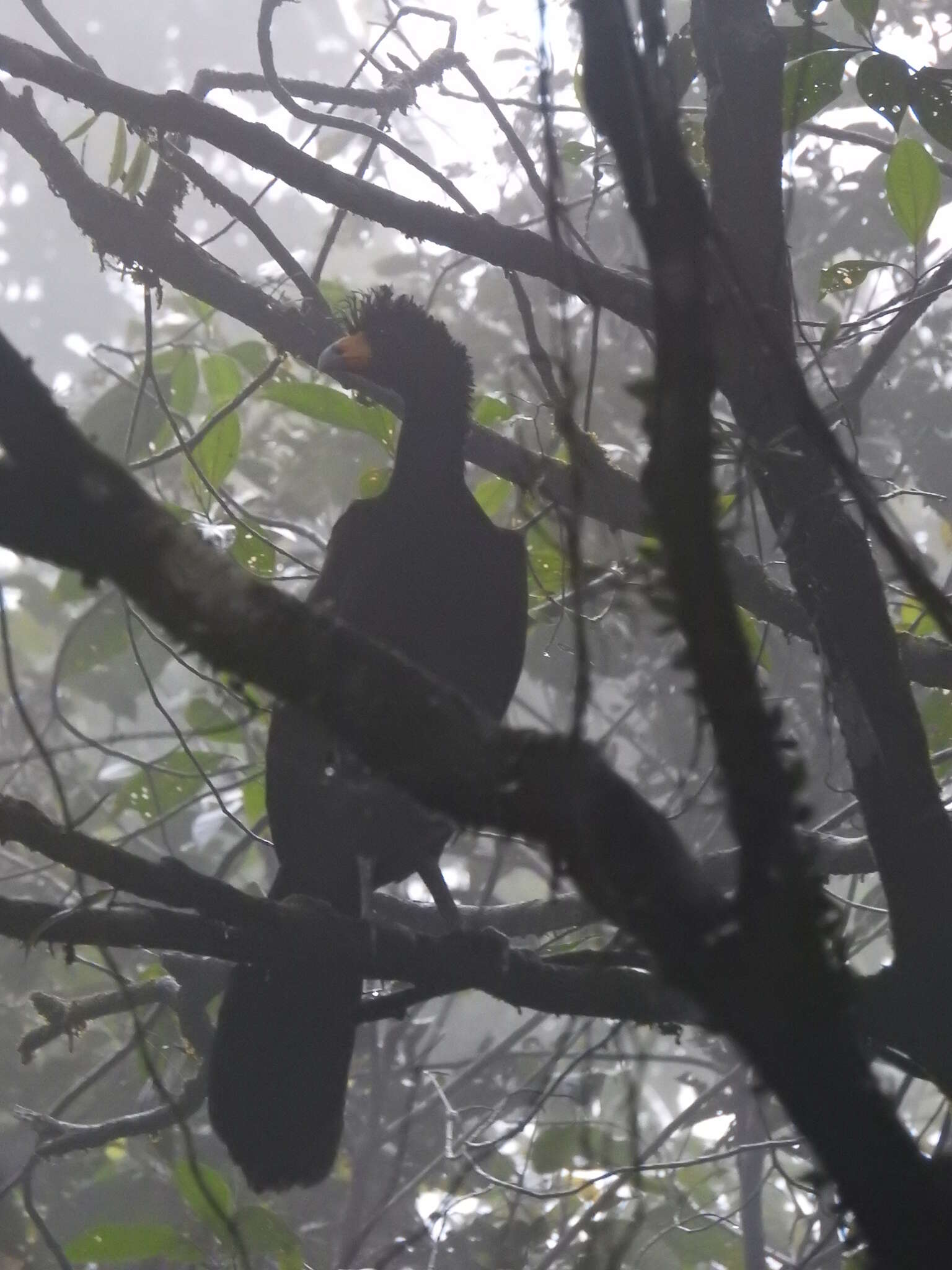 Image of Black Curassow