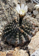 Image of <i>Gymnocalycium quehlianum</i>