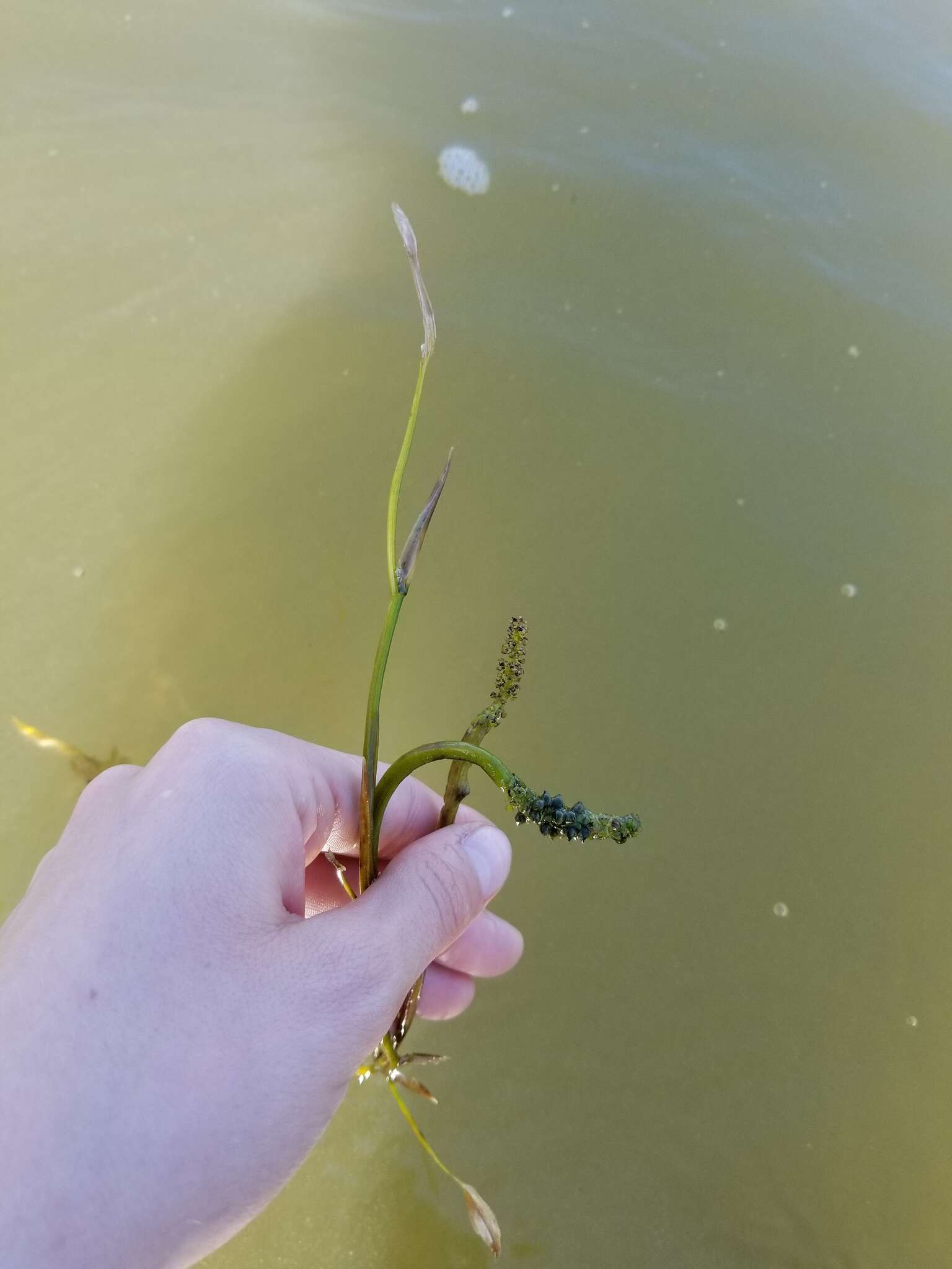 Image of Various-leaved Pondweed