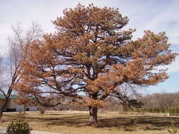 Image of <i>Bursaphelenchus xylophilus</i>