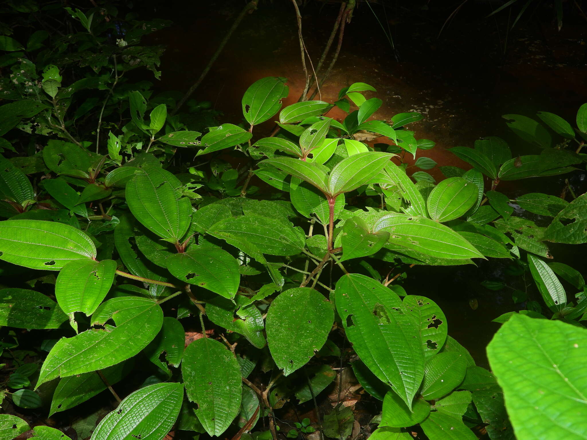 Image de Miconia bracteata (DC.) Triana