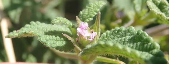 Image de Lantana rugosa Thunb.