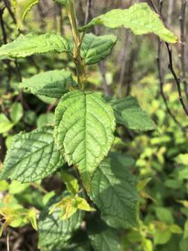 Prunus pogonostyla Maxim.的圖片