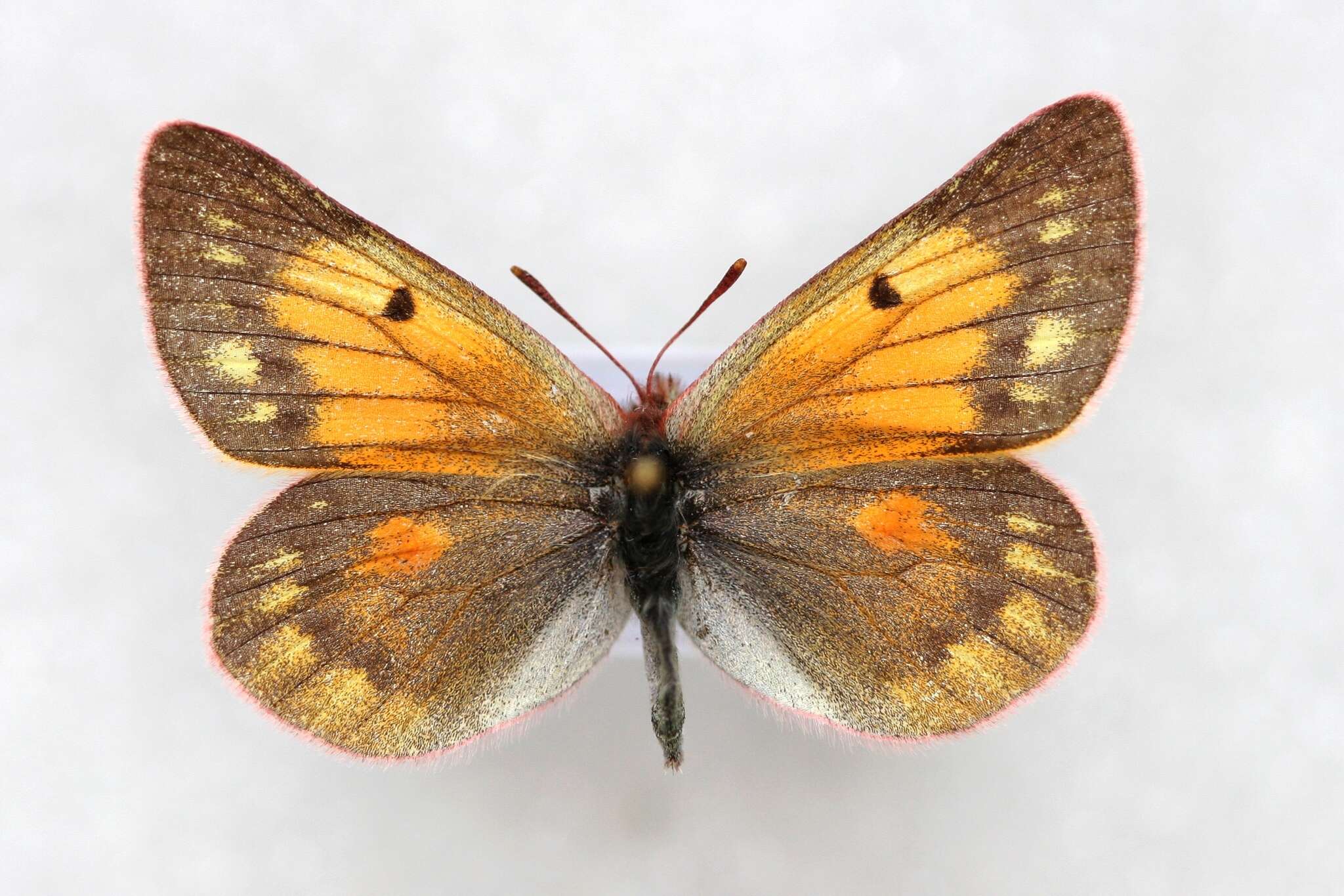 Image of Colias stoliczkana Moore 1878