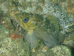 Image of Kelp rockfish