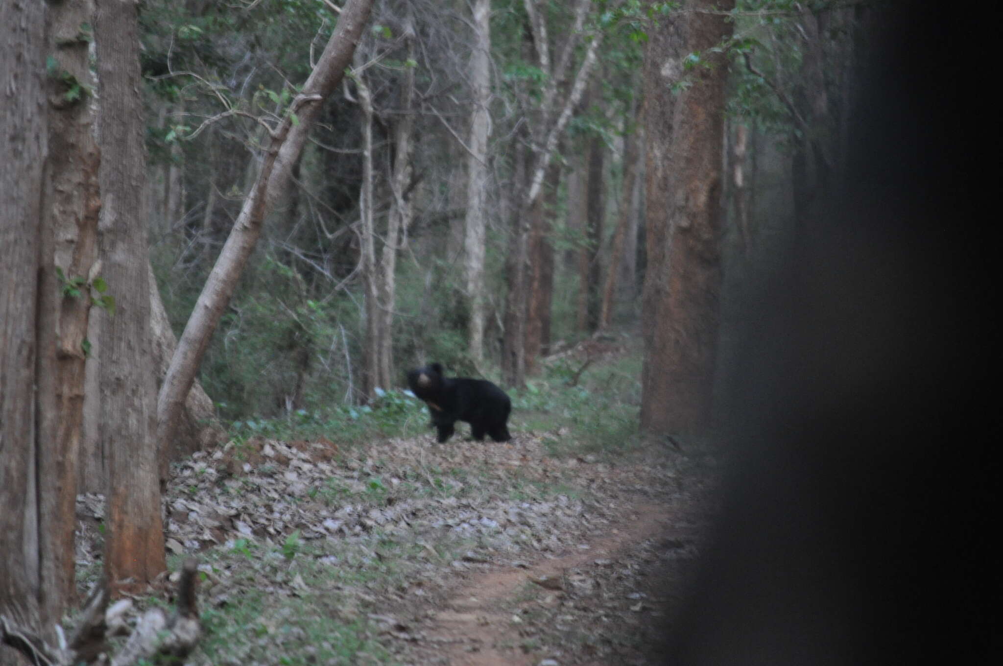 صورة Melursus ursinus ursinus (Shaw 1791)