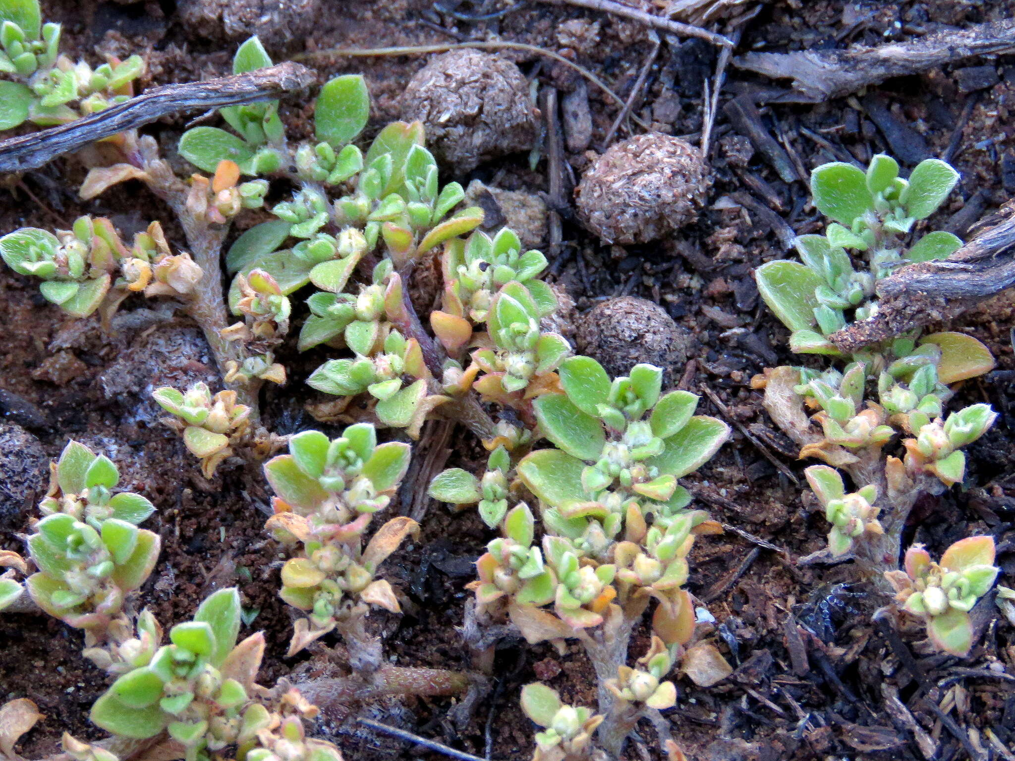 Image of Aizoon rigidum L. fil.