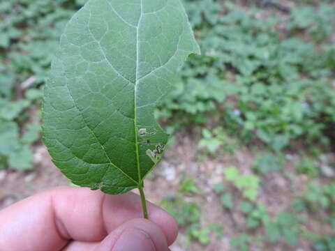 Image of Stigmella populetorum (Frey & Boll 1878) Wilkinson et al. 1979