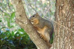 Image of Sciurus subgen. Sciurus Linnaeus 1758