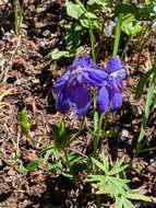 Plancia ëd Delphinium glareosum Greene