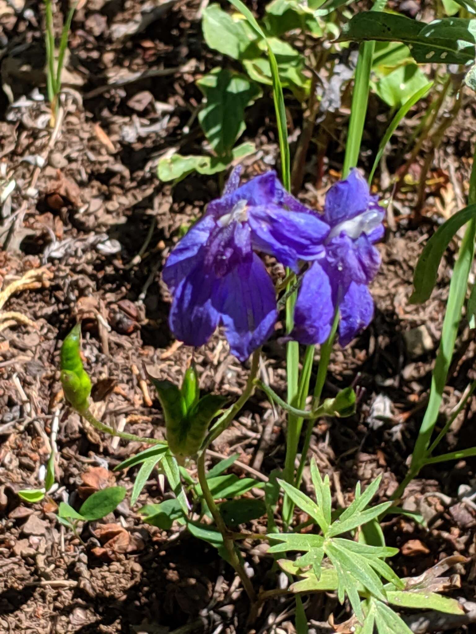 Plancia ëd Delphinium glareosum Greene