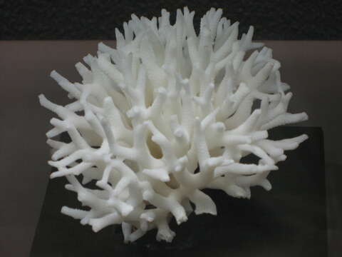 Image of Thin Birdsnest Coral