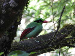 Image of Bornean Green Magpie