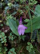 Image of Roscoea bhutanica Ngamr.