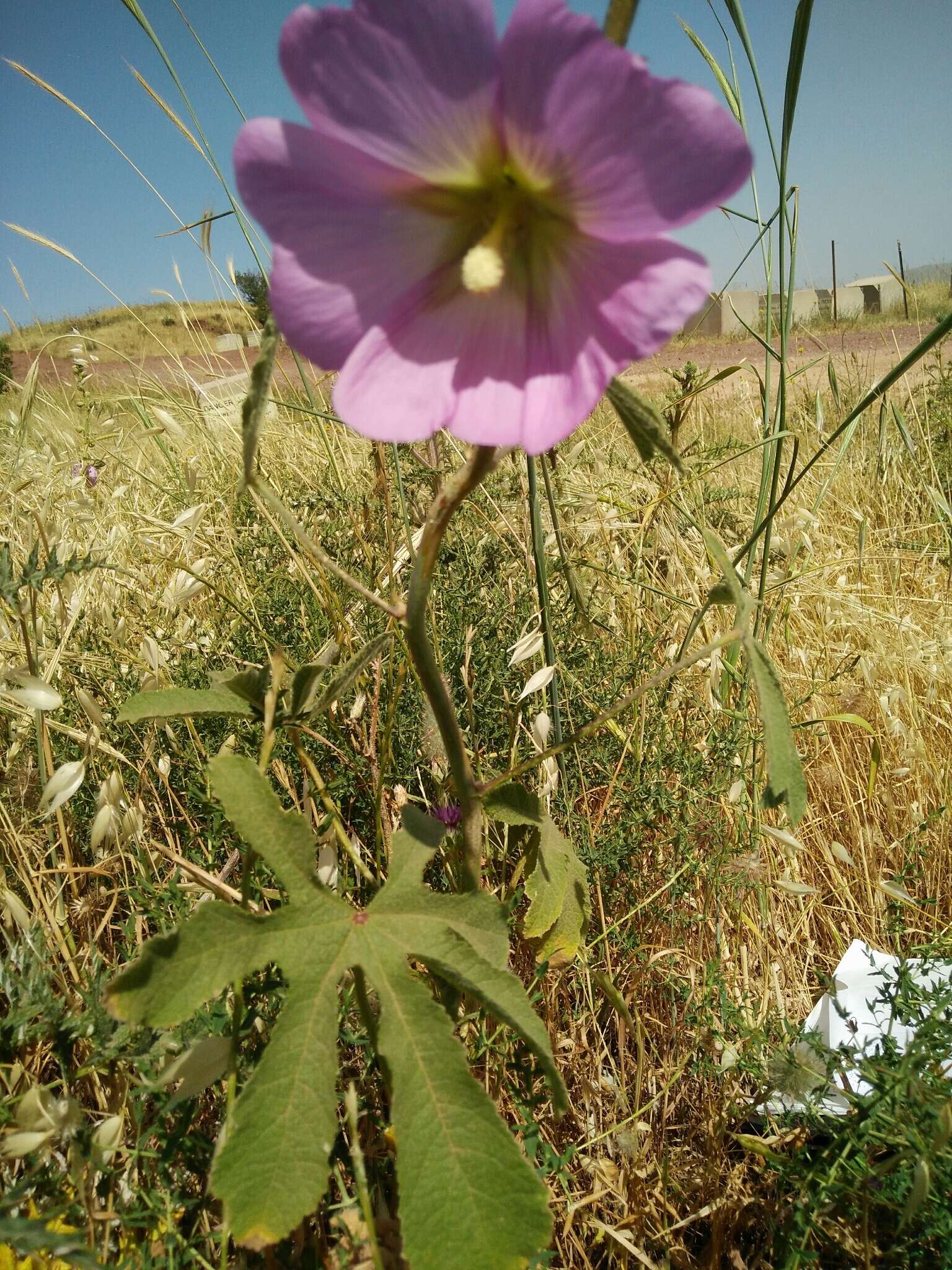 Image of Alcea digitata (Boiss.) Alef.