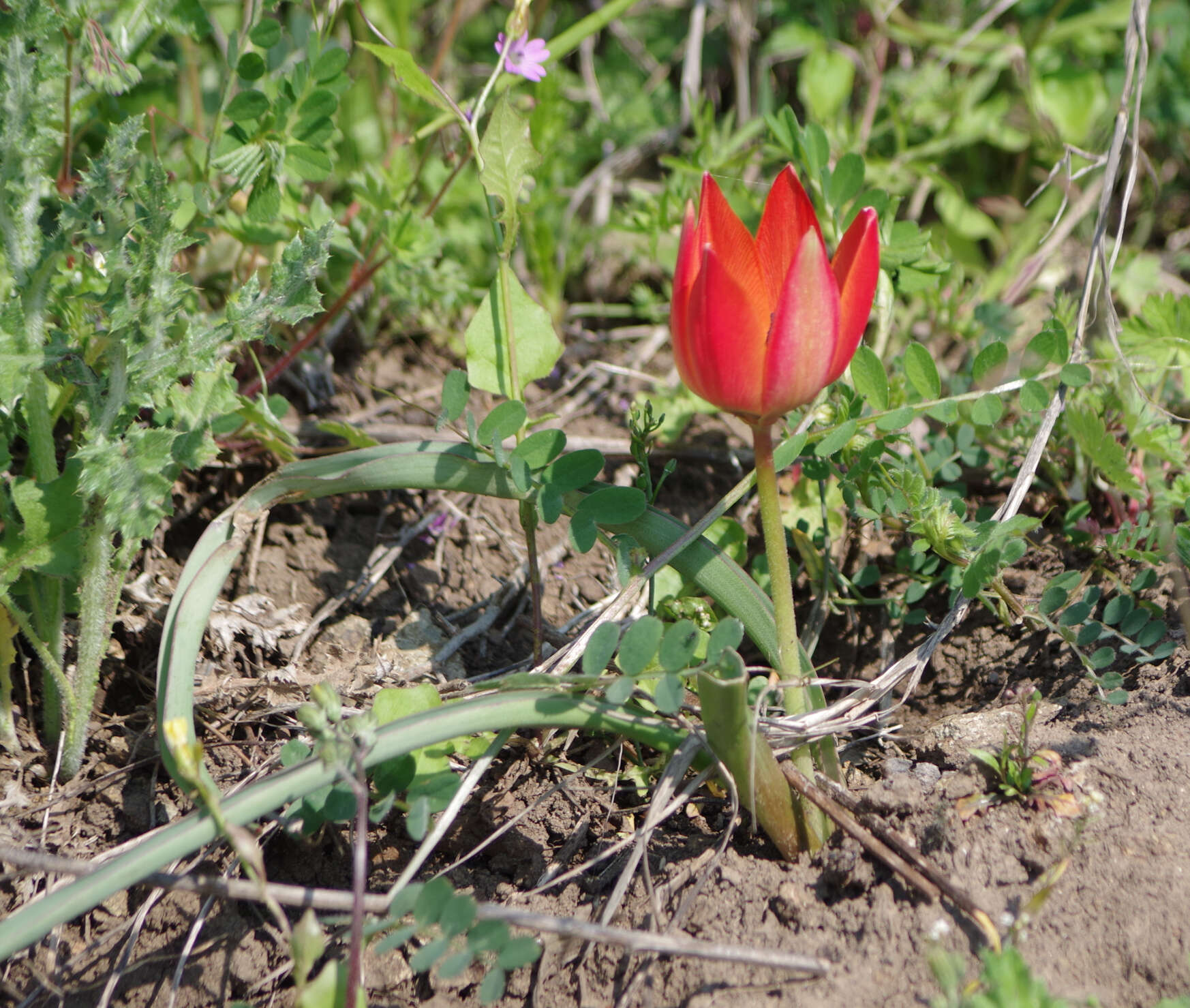 Image of orange wild tulip