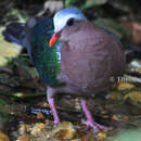 Imagem de Chalcophaps indica indica (Linnaeus 1758)